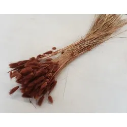 Lagurus ovatus brown +/-100gr