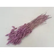 Lagurus ovatus framboise +/-100gr