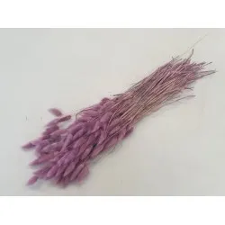 Lagurus ovatus raspberry +/-100gr