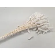 Lagurus ovatus blanchi +/-100gr