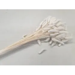 Lagurus ovatus gebleekt +/-100gr