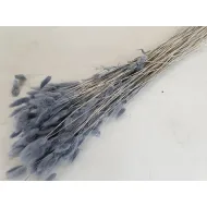 Lagurus ovatus grey +/-100gr