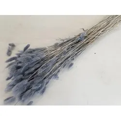 Lagurus ovatus grey +/-100gr