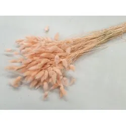 Lagurus ovatus melone +/-100gr