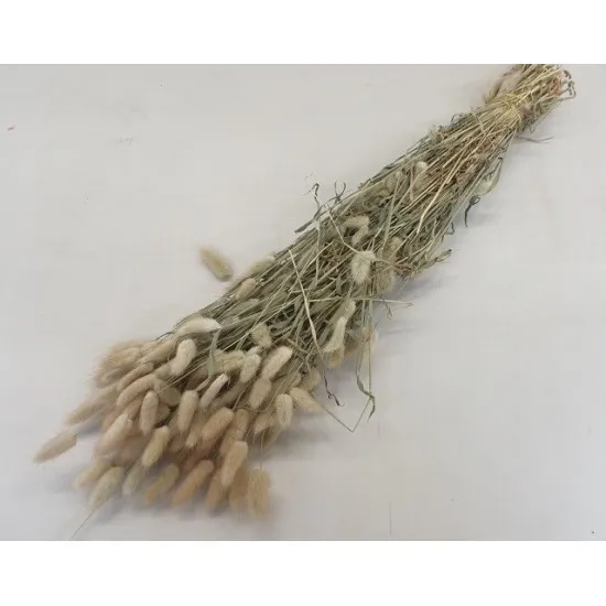 Lagurus ovatus naturel +/-100gr
