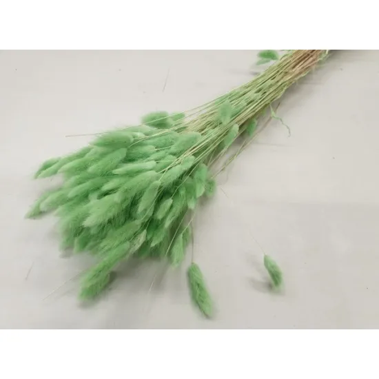 Lagurus ovatus pistache green +/-100gr