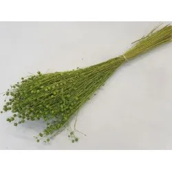 Linum (flax) lime green +/-100gr