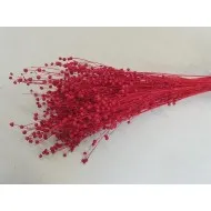 Lin rouge +/-100gr