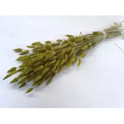 Lagurus ovatus appelgroen +/-100gr