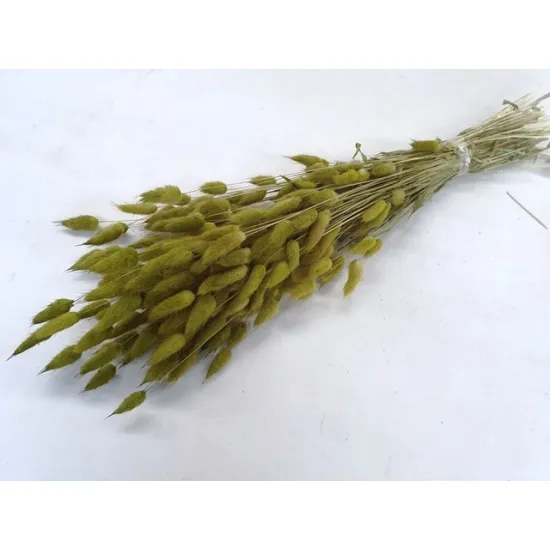 Lagurus ovatus vert pomme +/-100gr