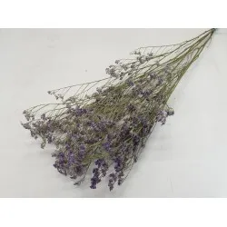 Limonium paars naturel