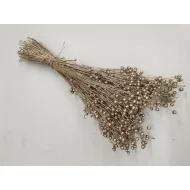 Lin platina +/-100gr