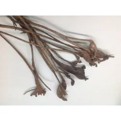 Natray naturel 10pcs