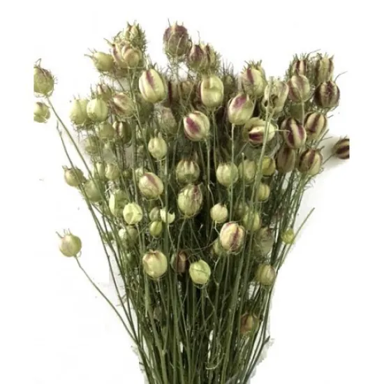 Nigella naturel