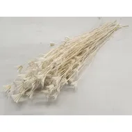 Nigella orientalis blanchi +/-100gr