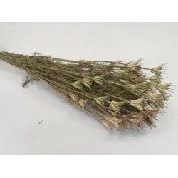 Nigella orientalis naturel