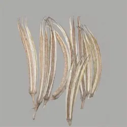Okra pods naturel 20pcs