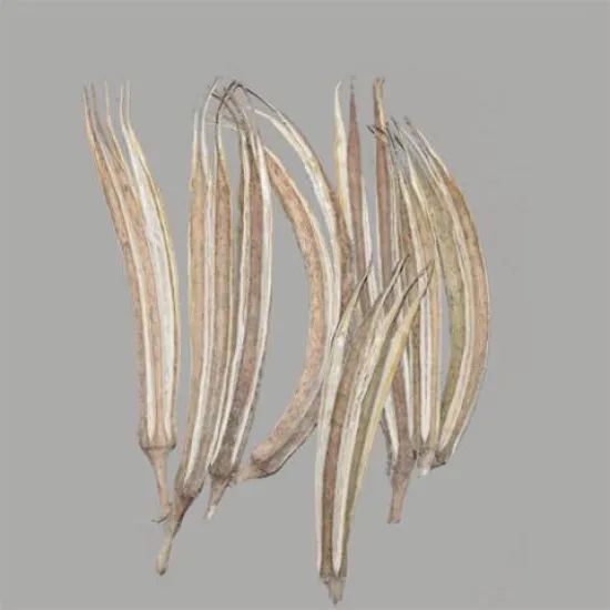 Okra pods naturel 20pcs