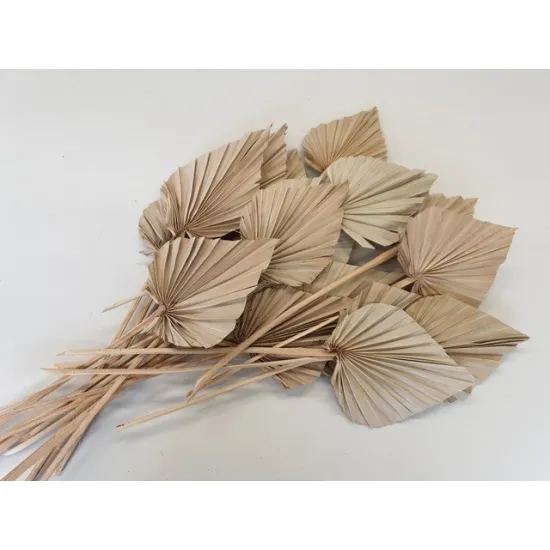 Palm spear naturel 20st