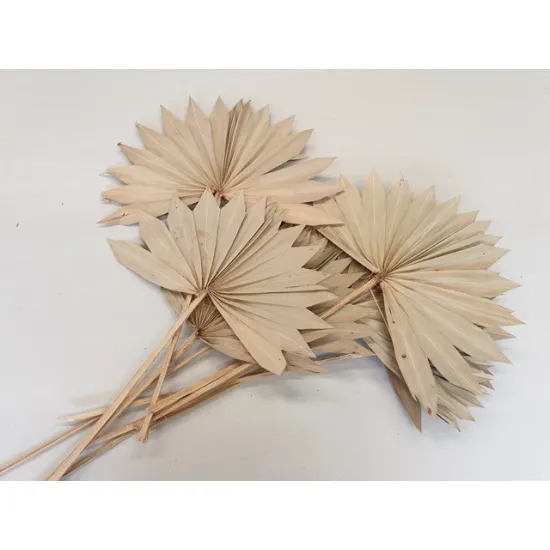 Palm sun naturel 10pcs