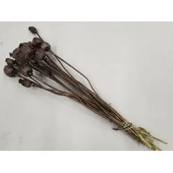 Poppy dark brown