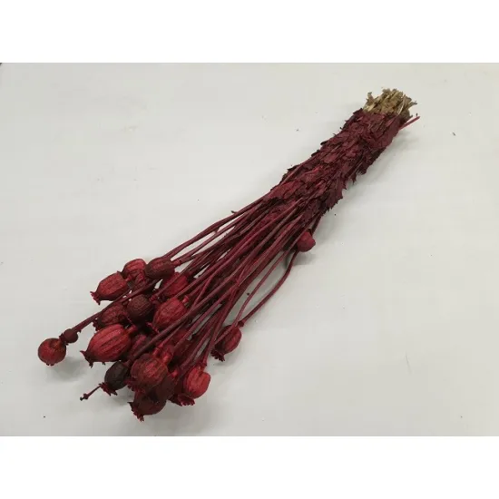 Papaver rood