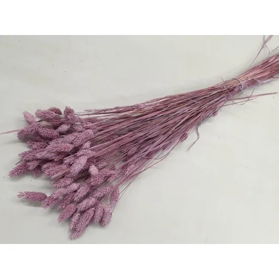 Phalaris framboise +/-100gr