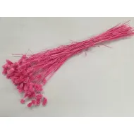 Phalaris fuchsia +/-100gr