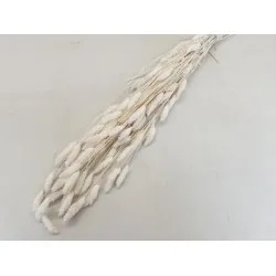 Phalaris gebleekt +/-100gr