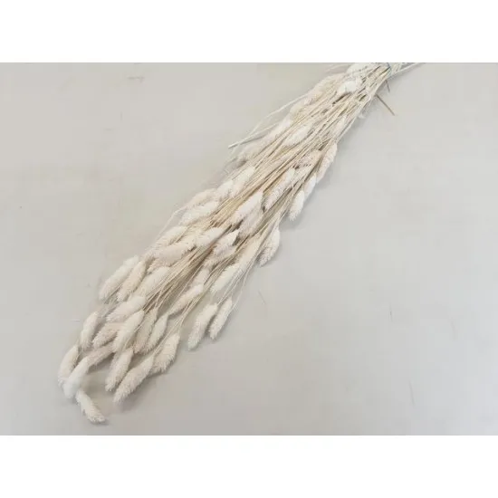 Phalaris bleached +/-100gr
