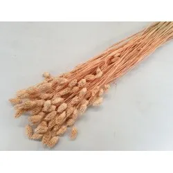 Phalaris melone +/-100gr