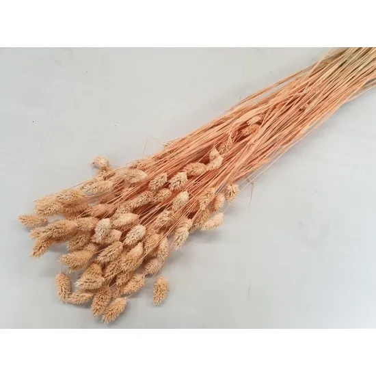 Phalaris melon +/-100gr