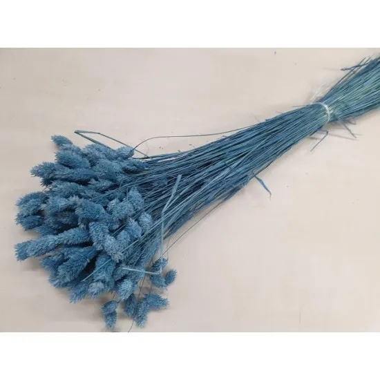 Phalaris parisian blue +/-100gr