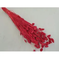 Phalaris red