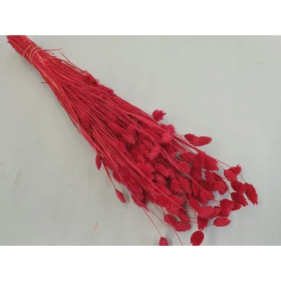 Phalaris rood