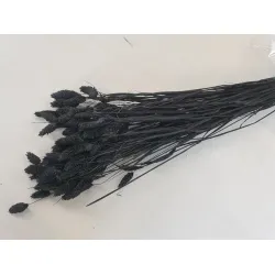 Phalaris noir +/-100gr