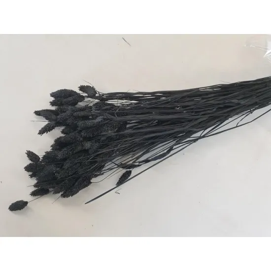 Phalaris black +/-100gr