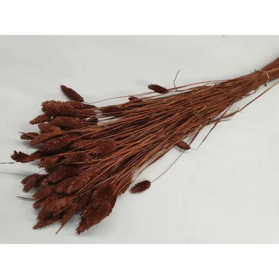 Phalaris marron +/-100gr