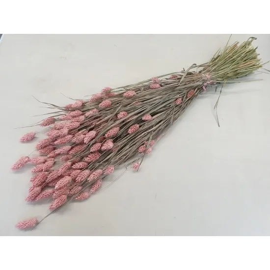 Phalaris frosted pink