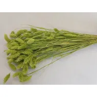 Phalaris lime green +/-100gr