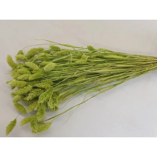 Phalaris lime gren +/-100gr