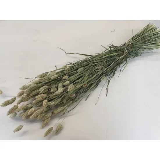 Phalaris naturel