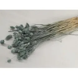 Phalaris ice green +/-100gr