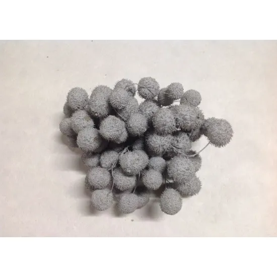 Plane tree bulbs gray