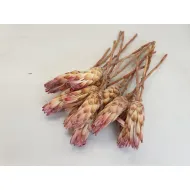 Protea compacta flower pink 15pcs