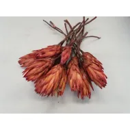 Protea repens red bud 15pcs