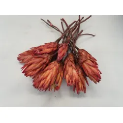 Protea repens red bud 15pcs