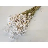 Rodanthe blanc naturel