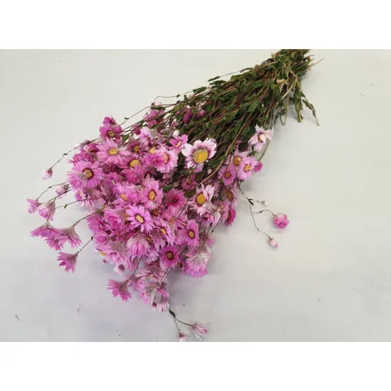 Rodanthe roze naturel
