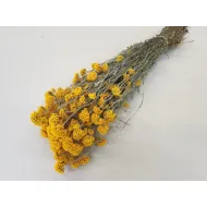 Sanfordii jaune naturel